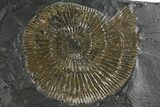 Dactylioceras Ammonite Cluster - Posidonia Shale, Germany #180359-1